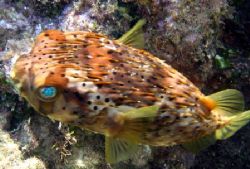 Balloon Fish. by Robert Verkoeyen 